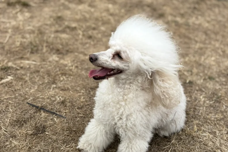 Toy Poodle
