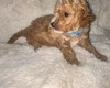 Toy Poodle