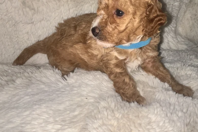 Toy Poodle
