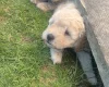 Toy Poodle