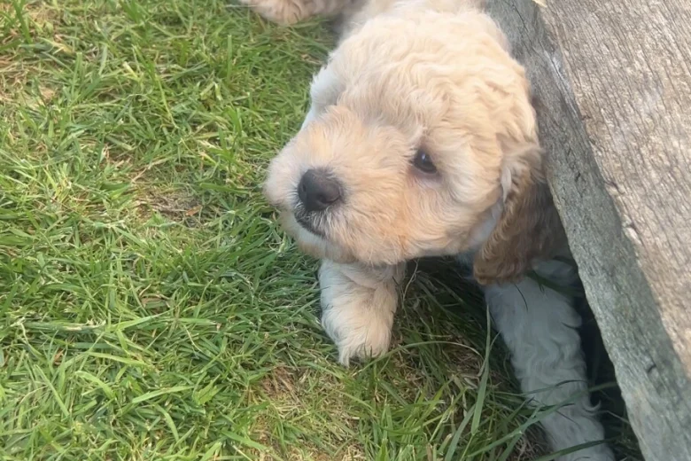 Toy Poodle