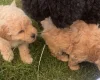 Toy Poodle