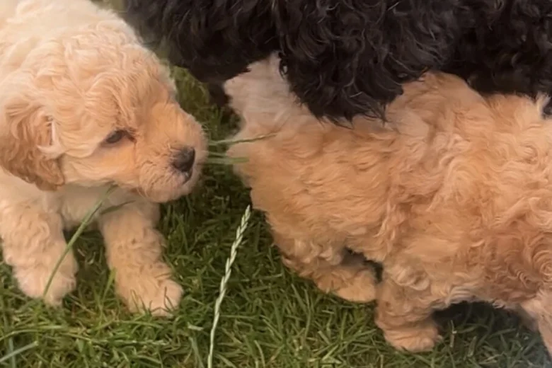 Toy Poodle
