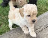 Toy Poodle