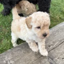 Toy Poodle