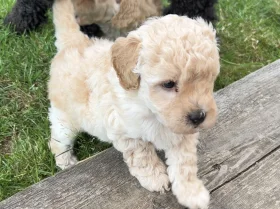 Toy Poodle