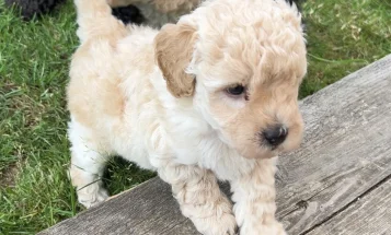 Toy Poodle