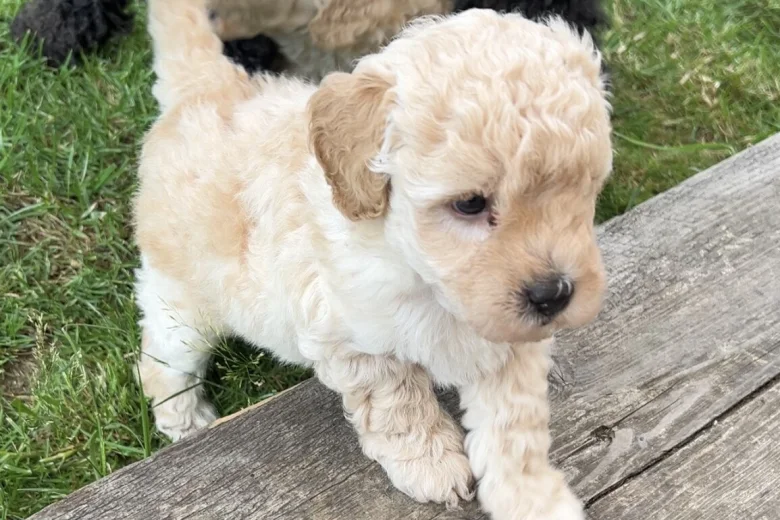 Toy Poodle