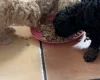 Toy Poodle
