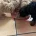 Toy Poodle