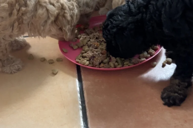 Toy Poodle