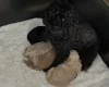 Toy Poodle