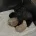 Toy Poodle