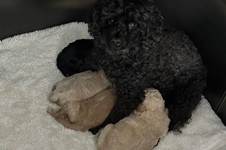 Toy Poodle