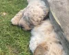 Toy Poodle