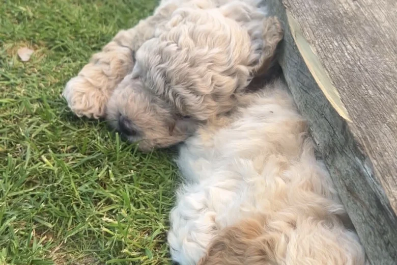Toy Poodle