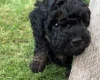 Toy Poodle