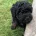 Toy Poodle