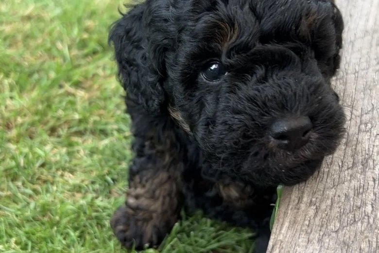 Toy Poodle
