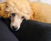 Toy Poodle