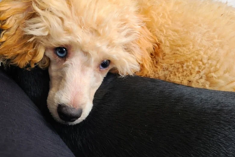 Toy Poodle