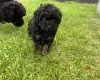 Toy Poodle