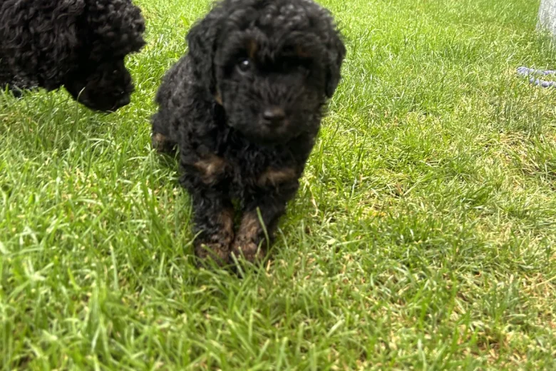 Toy Poodle
