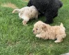 Toy Poodle