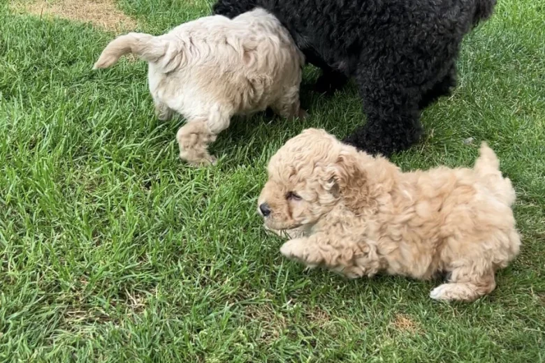 Toy Poodle