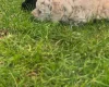 Toy Poodle