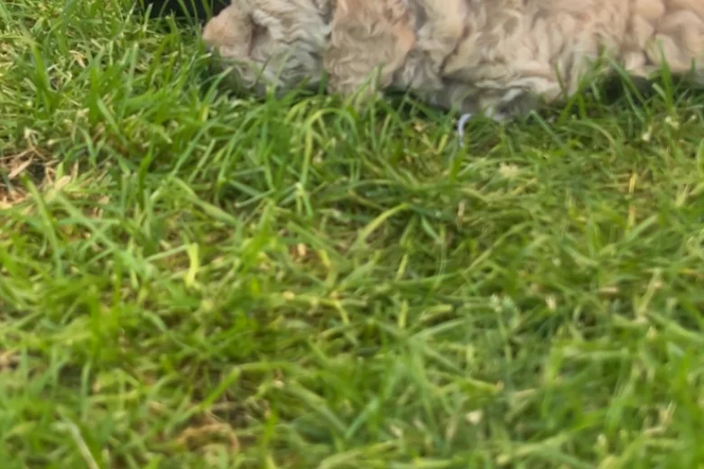 Toy Poodle