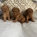 Toy Poodle
