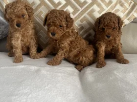Toy Poodle