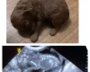 Toy Poodle