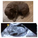 Toy Poodle
