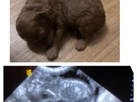 Toy Poodle