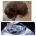 Toy Poodle