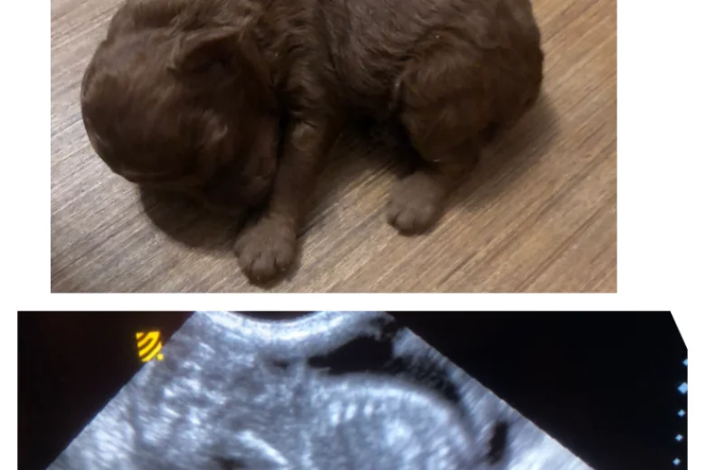 Toy Poodle