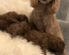 Toy Poodle
