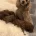 Toy Poodle