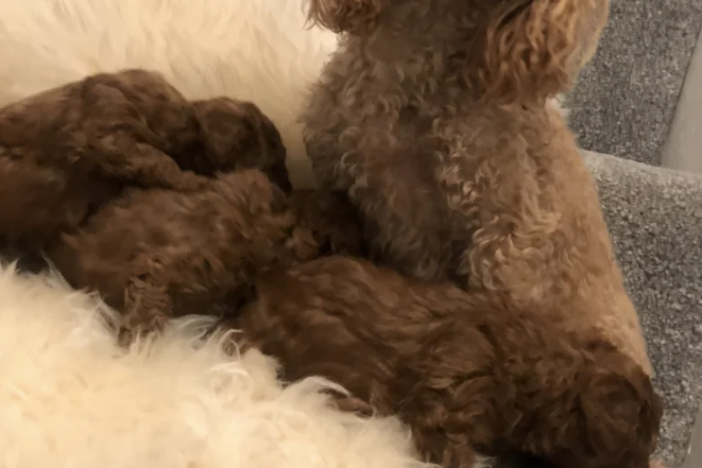 Toy Poodle