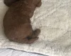 Toy Poodle