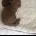 Toy Poodle