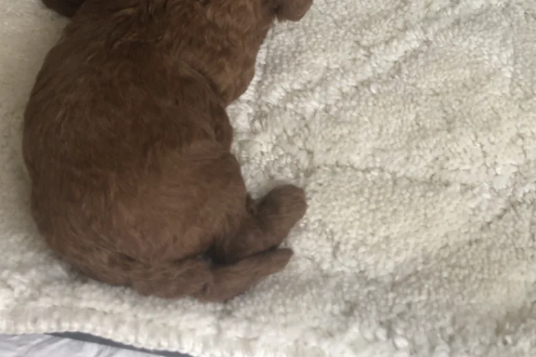 Toy Poodle