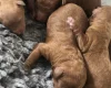 Toy Poodle