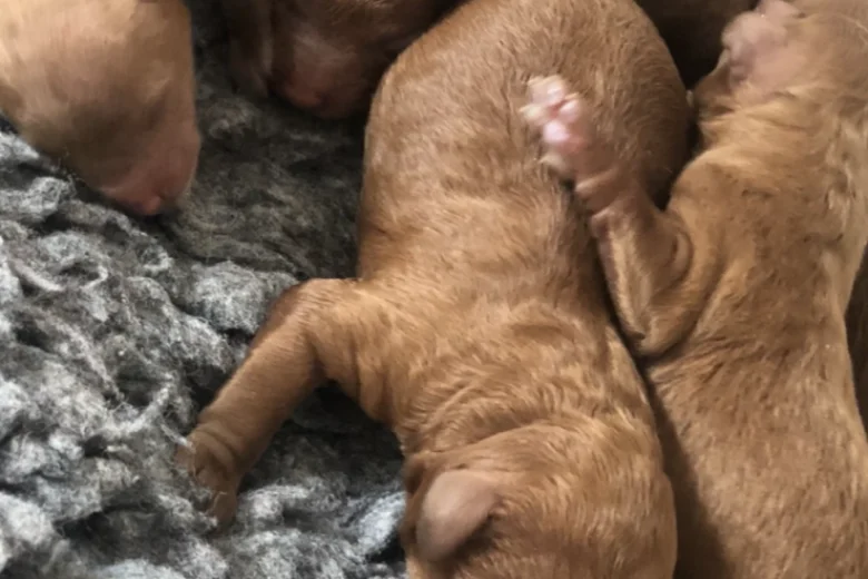 Toy Poodle