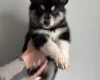 Siberian Husky