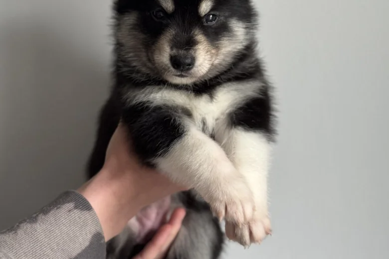 Siberian Husky
