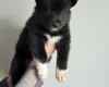 Siberian Husky