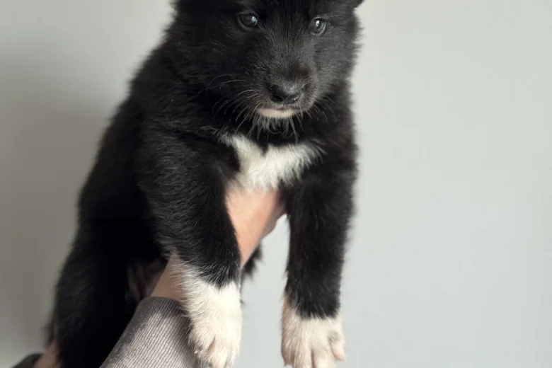 Siberian Husky